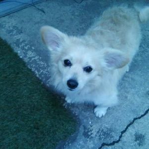 Meet your Posher, Lokie